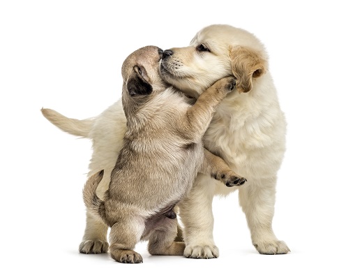 Cute Dogs